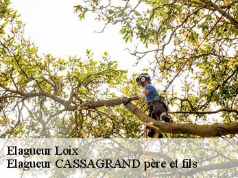 Elagueur  loix-17111 FAYARD Elagage 17