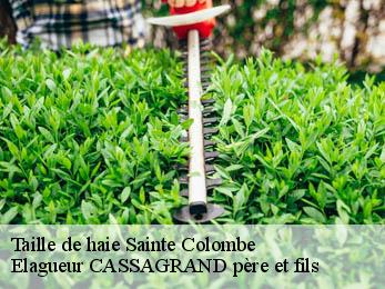 Taille de haie sainte-colombe-17210 Elagueur CASSAGRAND père et fils