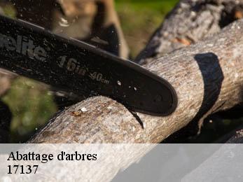 Abattage d'arbres 17137