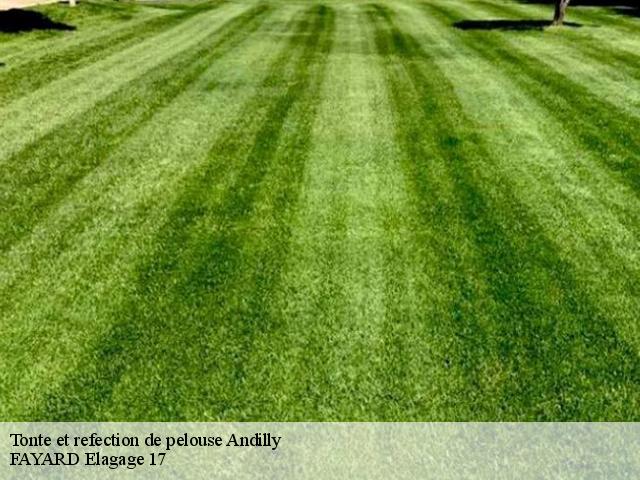 Tonte et refection de pelouse  andilly-17230 FAYARD Elagage 17