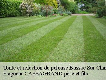 Tonte et refection de pelouse  bussac-sur-charente-17100 FAYARD Elagage 17