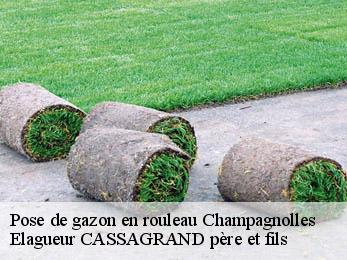 Pose de gazon en rouleau  champagnolles-17240 FAYARD Elagage 17